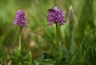 Helm-Knabenkraut mit Insekt
